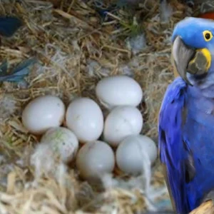 Hyacinth Macaws for sale