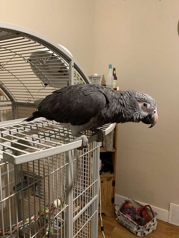 Hand Raised Timneh African Grey Parrot for Sale - Image 2