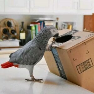 Apollo, a calm and well trained male African Grey Parrot perched at Exotic Birds Farm