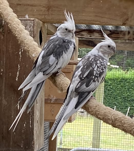 Arlo and Selene White-Faced cockatiel couple with bright white masks and soft grey plumage