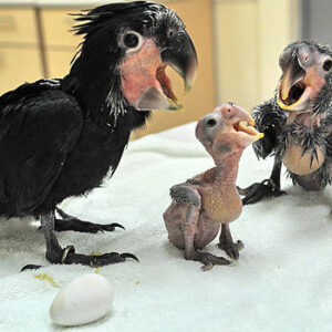 Black Palm Cockatoo for sale