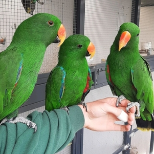 Solomon Island Eclectus for sale