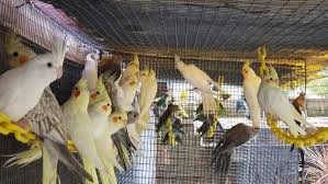 Cockatiel Parrots for sale