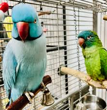 Indian Ringneck Parakeet for sale