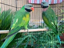 Mustache Parakeets for sale