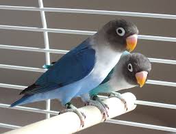 Masked Lovebirds for sale
