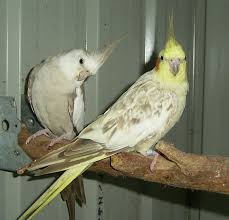 Cinnamon Cockatiel for sale