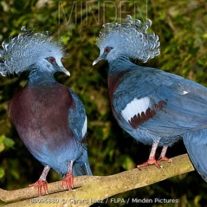 Victoria Crowned Pigeons for sale