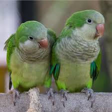 Quaker Parakeets for sale