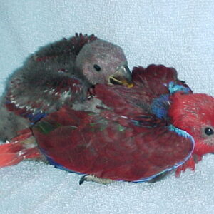 Red-Sided Eclectus for sale