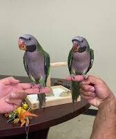 Derbyan Parakeets for sale