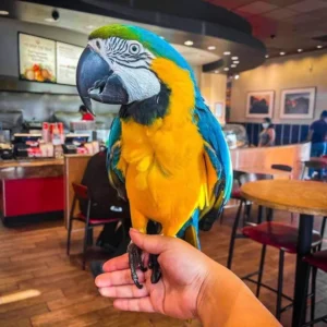 Aria, a tame blue and gold macaw perched gently at Exotic Birds Farm.