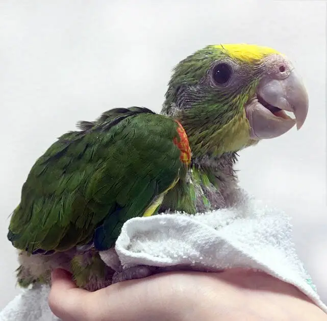 Lioran, a 5-month baby Blue-Fronted Amazon with early turquoise glow and gentle curiosity.