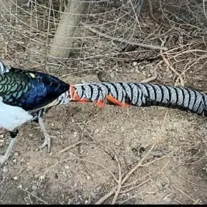 Young female Lady Amherst’s Pheasant Elira available for sale
