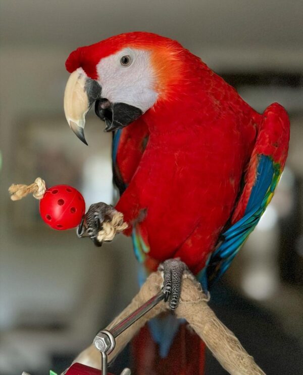 Young female Scarlet Macaw named Elowen with vivid red, yellow, and blue plumage
