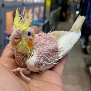 Elowyn baby female Lutino cockatiel with soft yellow plumage and gentle crest lift