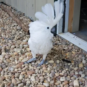 Nivelle, a young umbrella cockatoo pet with soft snowy feathers..