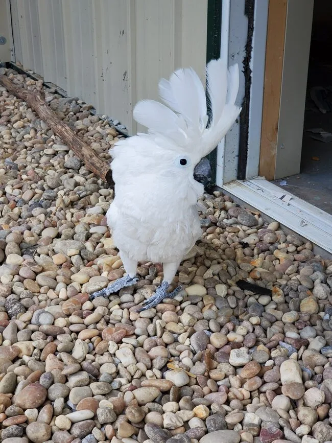 Nivelle, a young umbrella cockatoo pet with soft snowy feathers..