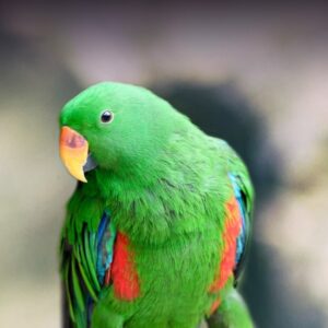 Seravine, a juvenile female Vosmaeri Eclectus showing velvet plum radiance and graceful young femininity