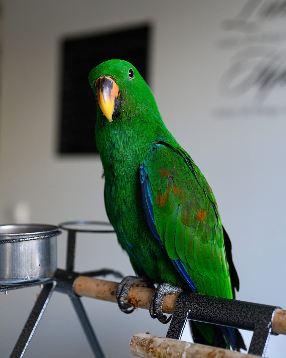 Sahir the juvenile male Solomon Island Eclectus with balanced green luminosity and confident perch control