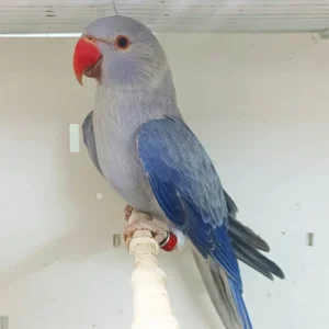 Young Indian Ringneck parakeet named Kaelis with emerging skyline-blue feather tones