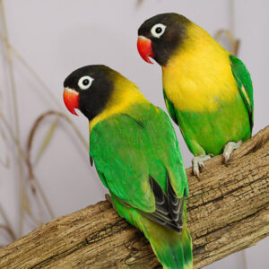 Masked Lovebird duo perched closely together