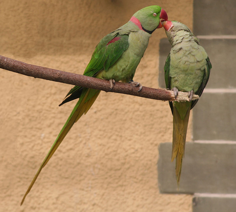 Bonded Alexandrine parakeet couple named Maelis and Kaela perched together