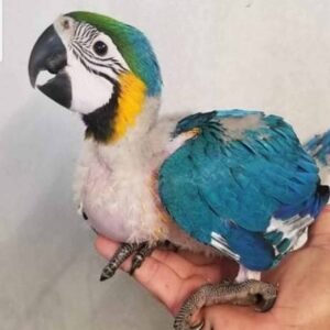 Soft golden blue baby parrot, Mirox, an adorable hand-fed chick perched softly.