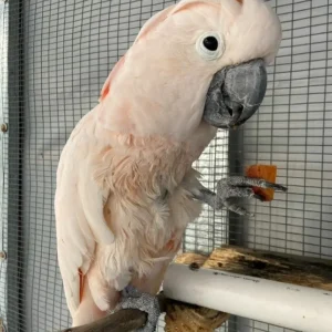 Naeva, an 8.6-month juvenile Moluccan Cockatoo with a soft emerging salmon crest.