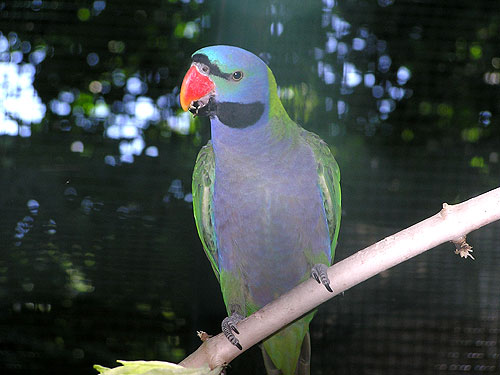 Young female Derbyan Parakeet with soft teal chest colouring