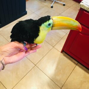 Young male Keel-billed Toucan Orinox available for sale with vivid bill colors