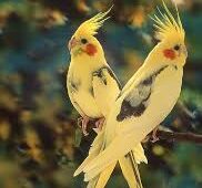 Pied Cockatiel for sale
