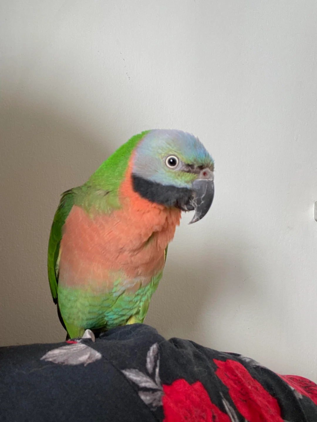 Young male Mustache Parakeet named Renzo with developing facial markings