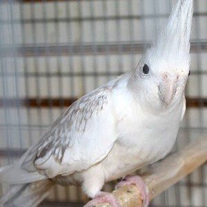 Rowan young male White-Faced cockatiel with bright white mask and sleek grey plumage