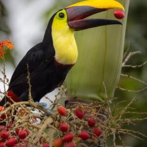 Young male Chestnut-mandibled Toucan Taviro available for sale