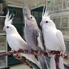White-Faced Cockatiel for sale
