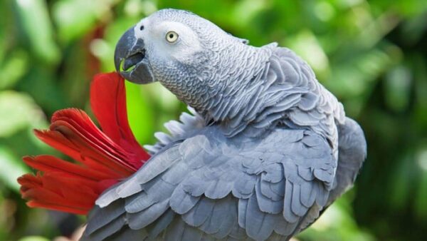 Are Congo African Grey parrots the smartest parrots shown by thoughtful posture indoors