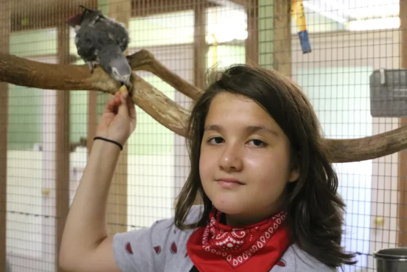 Congo African Grey Daily Routine Congo African Grey daily routine shown in a calm indoor environment