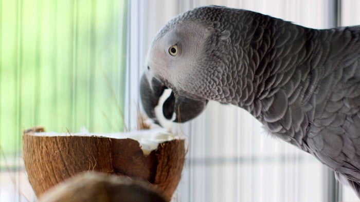 Wild vs Captive Congo African Greys Wild vs captive Congo African Greys shown in natural forest and aviary settings