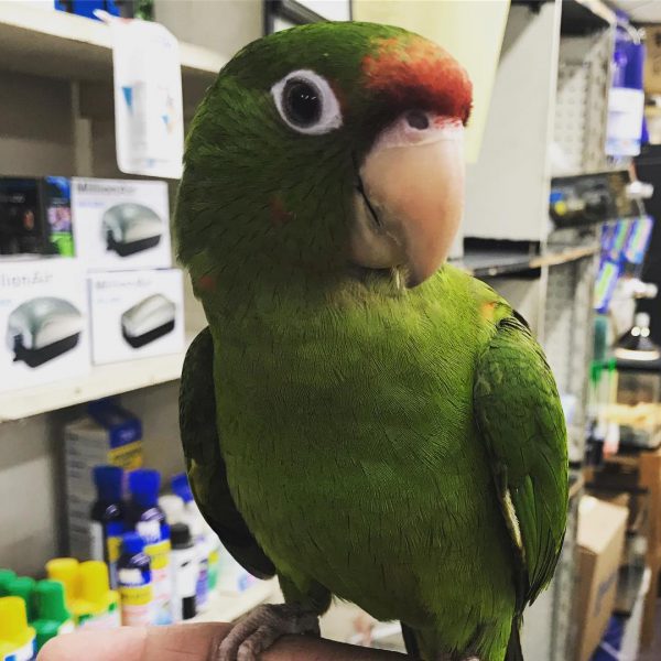 amazon parrot speech development Amazon parrot speech development and talking behavior