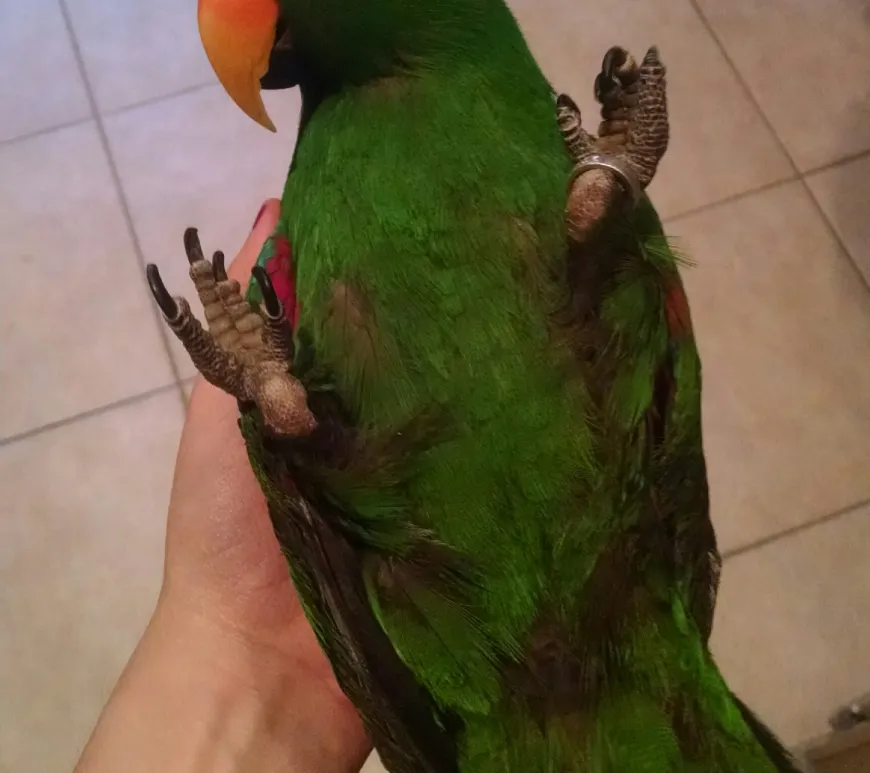 eclectus-parrot-step-up-training Eclectus parrot calmly stepping up onto a hand