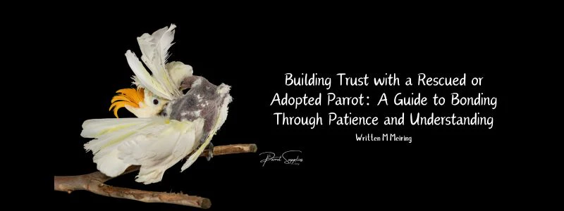 how to build trust with parrots How to build trust with parrots through calm and respectful interaction
