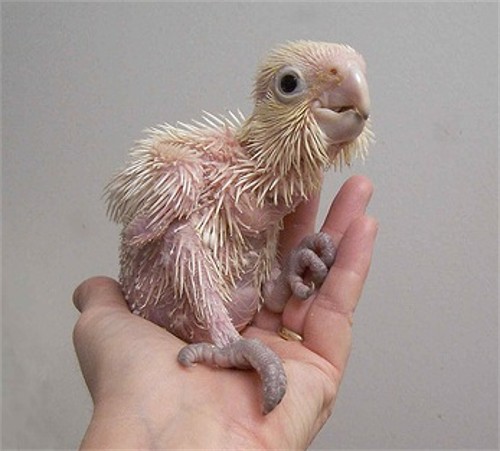 Raising baby parrots from early imprinting stages safely