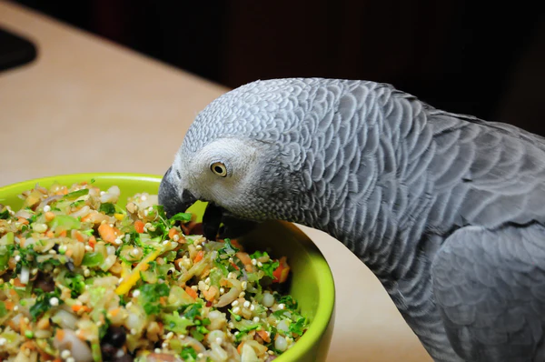 setting a daily parrot routine Setting a daily parrot routine for structure and emotional balance