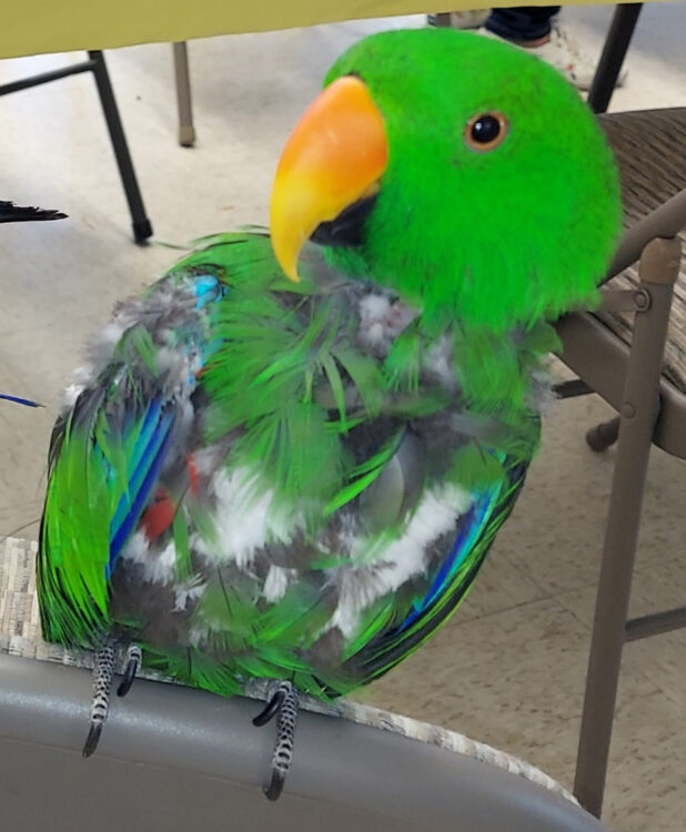 stress-signs-eclectus-parrots Eclectus parrot showing subtle stress through posture and feathers