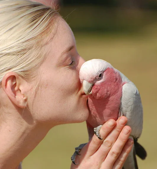 understanding cockatoo affection signals Understanding cockatoo affection signals through body language and behavior